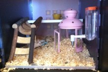 Lantern-Hamster-Hut