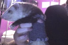 Sock-Ferret-Shirt