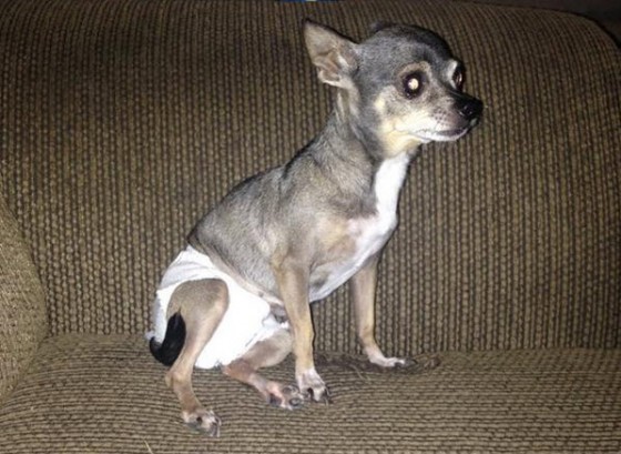 Chihuahua diapers hot sale