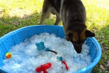 DIY-Foraging-Ice-Pool
