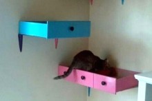 Drawer-Cat-Shelf