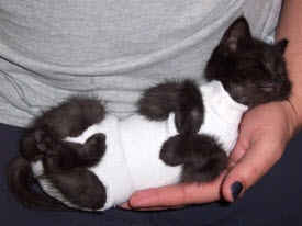Sock Kitten Diaper