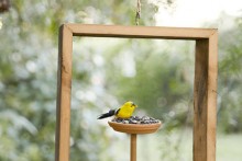 DIY-Framed-Bird-Feeder