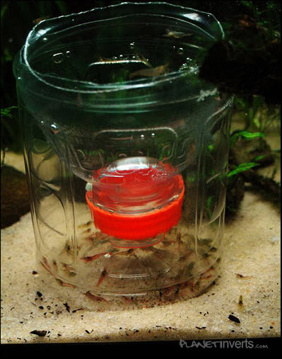 Plastic Bottle Shrimp Trap 