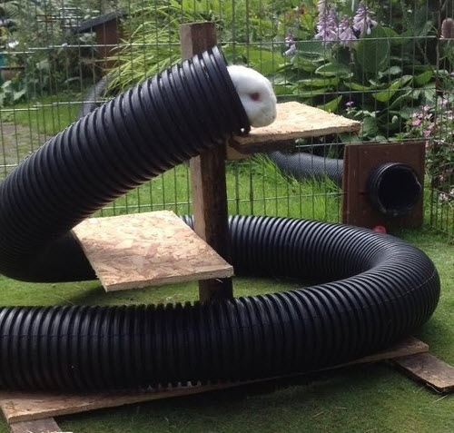 Plastic Pipe Rabbit Tunnel - petdiys.com