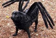 DIY-Dog-Spider-Costume