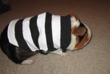DIY-Guinea-Pig-Inmate-Costume