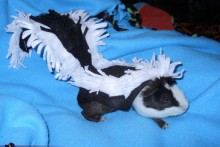 DIY-Guinea-Pig-Skunk-Costume