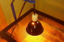 DIY-Suction-Cup-Lamp-Holder