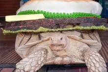 DIY-Tortoise-Cheeseburger-Costume