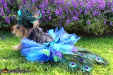DIY-Dog-Peacock-Costume