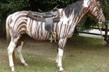 DIY-Horse-Zebra-Costume