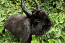DIY-Rabbit-Maleficent-Horns