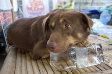 DIY-Dog-Cooling-Ice-Block