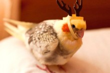 DIY-Bird-Reindeer-Hat