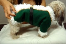 DIY-Dog-Elf-Coat