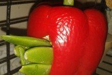 DIY-Stuffed-Pepper-Treat
