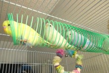 Slinky-Bird-Perch
