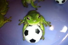 DIY-Frog-Soccer-Ball