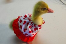 DIY-Gosling-Valentines-Day-Dress