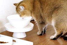 DIY-Raised-Cat-Water-Bowl