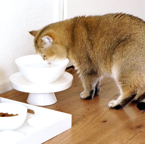 DIY Raised Cat Water Bowl