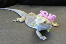 Pipe-Cleaner-Lizard-Party-Headband